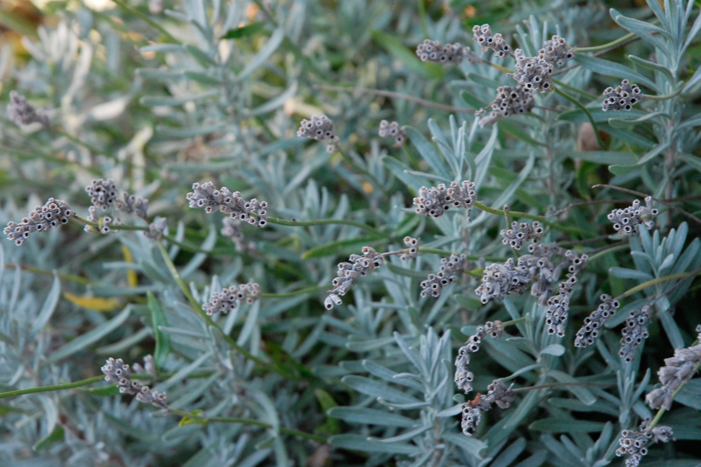 Munstead English Lavender